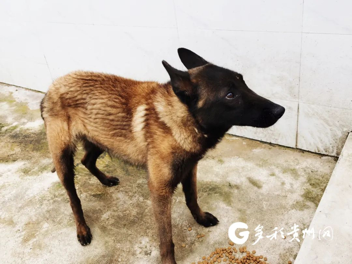 红缨，2022年4月12日出生，马里努阿犬，公犬。