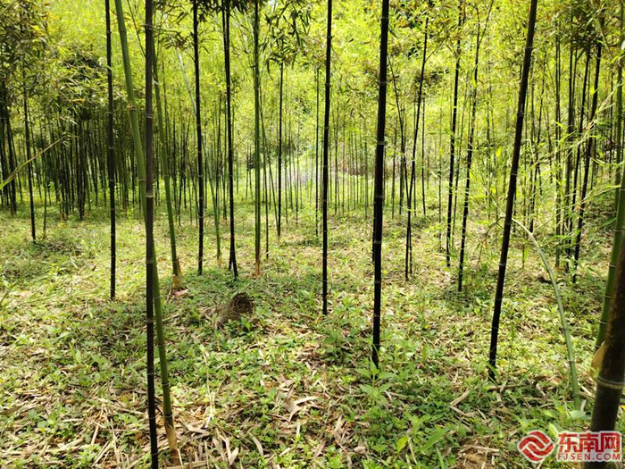 陈行辉建立的竹林示范基地 东南网记者 王倩雯 摄