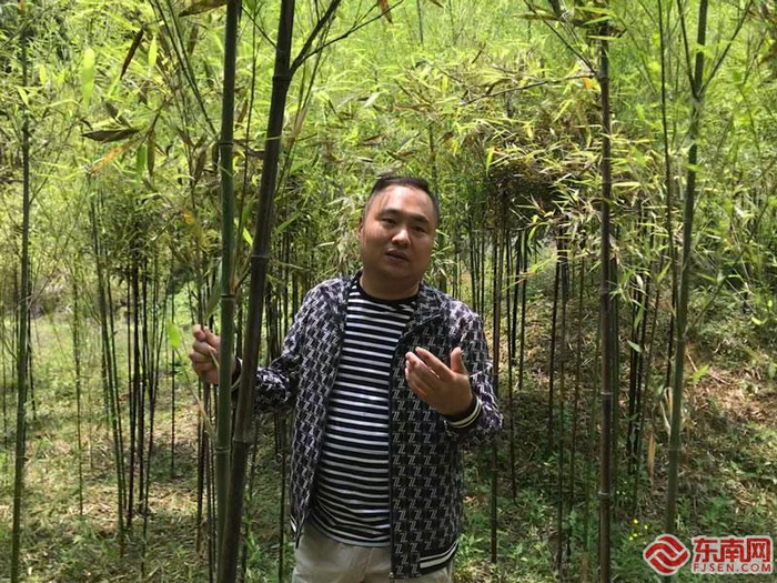 陈行辉在竹林示范基地讲解紫竹 东南网实习生 李子莹 摄