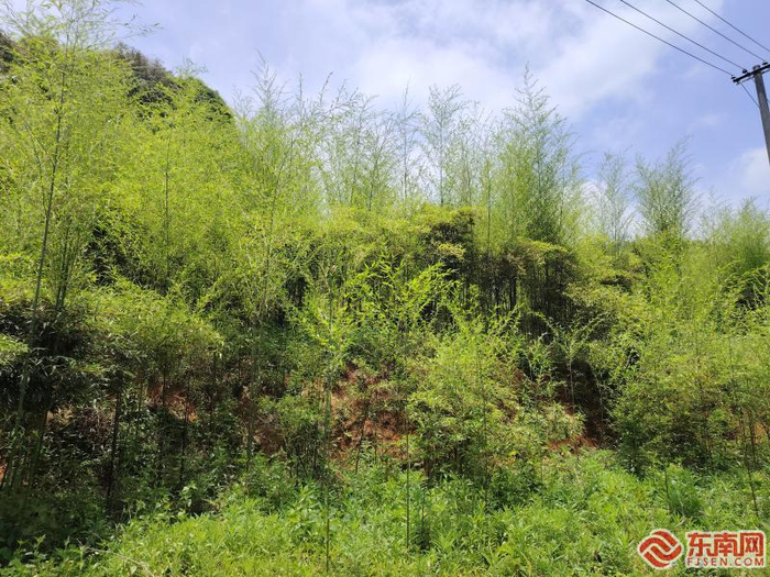 茂密的竹林 东南网记者 王倩雯 摄