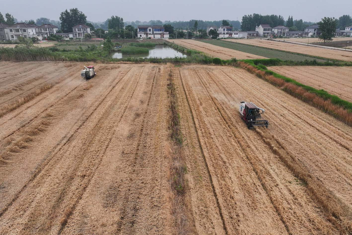 昨天上午在仪征市大仪镇路南村西军组的高标准农田里,收割机在田间