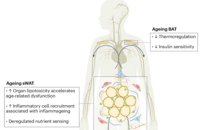 衰老期间WAT（sWAT和vAT）表型变化与整个身体代谢变化的关系
