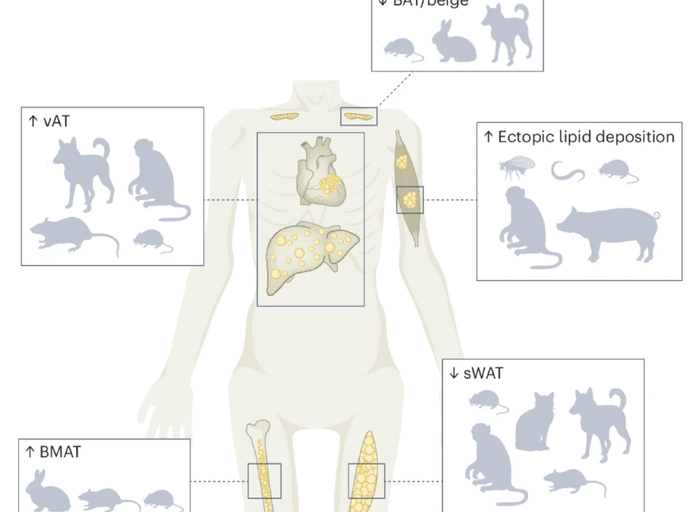 衰老过程中脂肪组织库分布或大小的变化