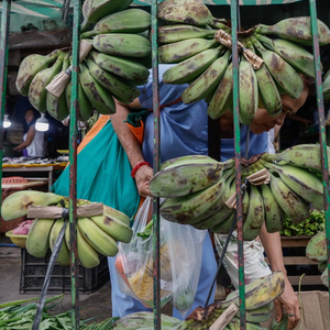 越南超越菲律宾成中国最大香蕉供应国 越南 菲律宾 香蕉 菲律宾香蕉 来源国 柬埔寨 瓜果 许利平 DATA 环球时报 sina.cn 第2张