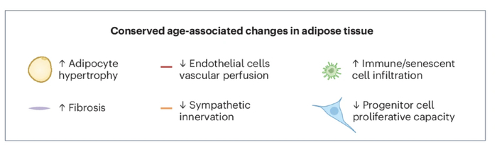 随着年龄增长，脂肪组织细胞的变化