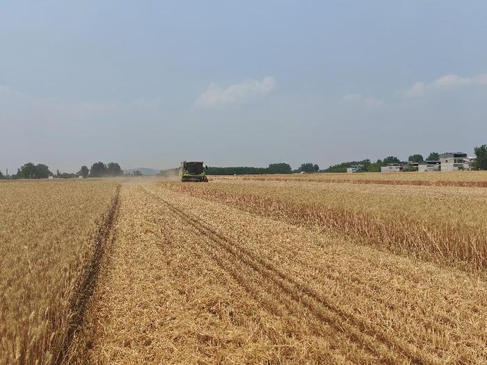 杜梦园驾驶农机在收麦子