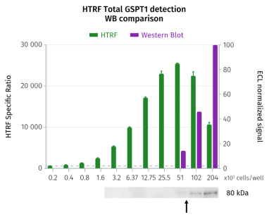 图5：HTRF与Western Blot比较