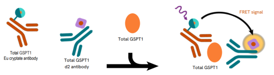 图2：HTRF检测Total GSPT1技术原理及流程示意图