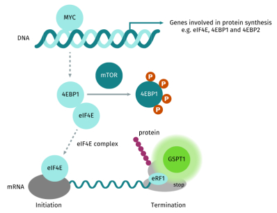 图1：GSPT1 Signaling Pathway