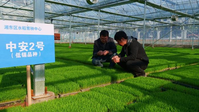 天涯种业与同行合作开发的镉低吸附型水稻品种中安2号。新华社记者 黄和逊 摄