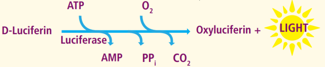 图8：化学发光法检测ATP原理示意图