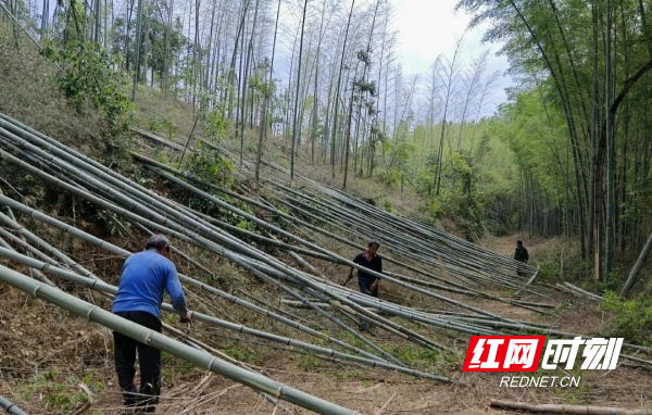 在石牛乡两丝洪家村的楠竹林里,村民们正一边飞舞锄头镰刀,清除病死竹