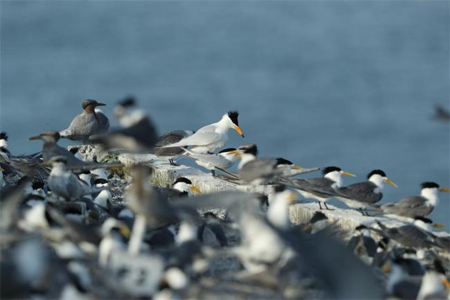 2024年5月20日，韭山列岛上的中华凤头燕鸥。受访者提供