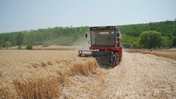 安徽宿州埇桥区符离镇尖山村麦收现场（央广网发  李华勋摄）