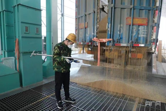 在安徽金沙河面业有限责任公司，工作人员进行小麦入库作业（央广网记者  徐秋韵摄）