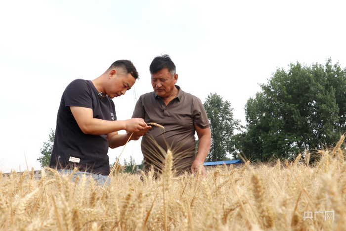 安徽涡阳县种粮大户张林森和父亲在田间查看小麦（央广网记者  徐鹏摄）