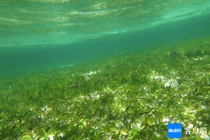 感动海南 | 守护"海底草原"13载 他在海底种出一片"绿洲"
