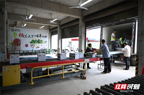 冷链配送车将杨梅送往顺丰速运靖州杨梅配送中心。