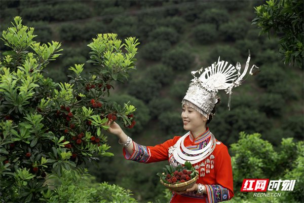 采摘靖州杨梅。