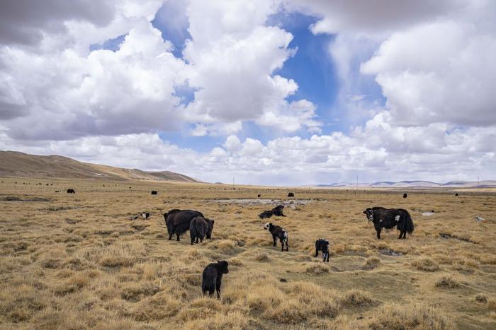 这是位于西藏那曲市的一处牧场（5月13日摄）。新华社记者 孙非 摄