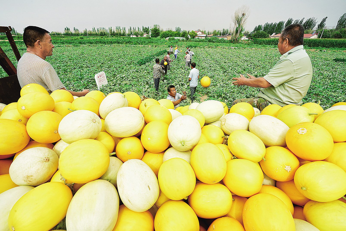 内蒙古磴口县巴彦高勒镇北滩村的瓜农抢抓农时，采摘华莱士瓜。张栋梁 任征 摄