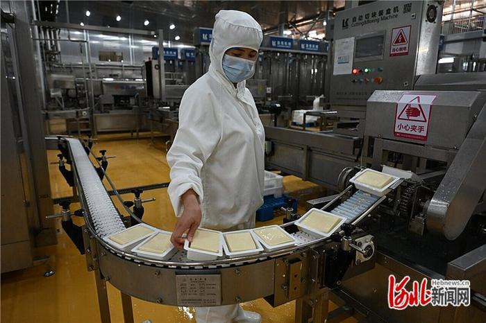 6月6日，在河北祖名香香豆制品食品有限公司生产车间里，工作人员正在加工豆制品。河北日报记者 郭晓通摄