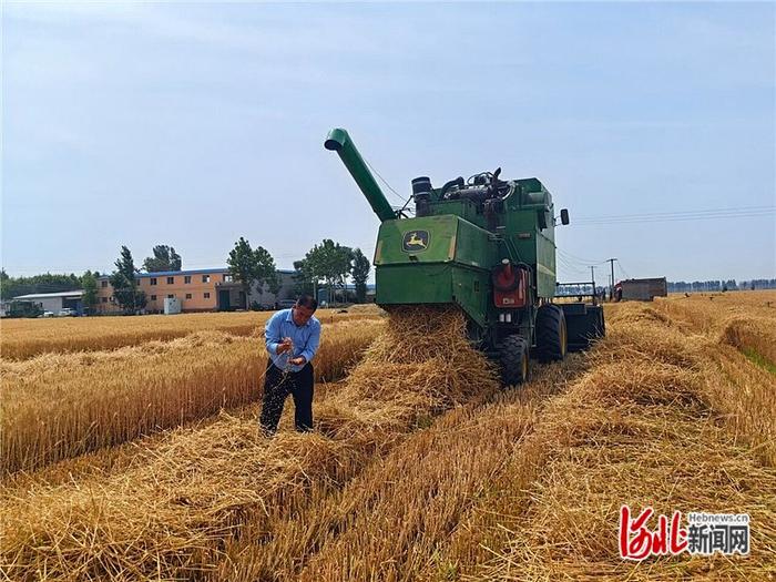 6月8日，在石家庄市藁城区南营镇土山村的麦地里，种粮大户苏吉平正在查看收割情况。 河北日报记者 周 洁摄