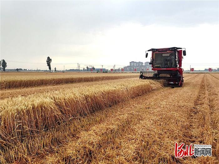 6月7日，在宁晋县北楼下村，一台小麦联合收割机正在收割优质强筋小麦“冀麦U68”。河北日报记者 郝东伟摄