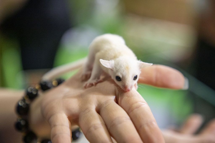 资料图片：蜜袋鼯。 图片来源：IC photo