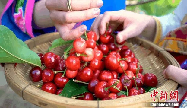 甜樱桃。阿坝州文化旅游和体育局供图