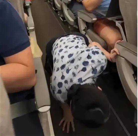飞机上乘务员寻找跑丢的活物（视频截图）