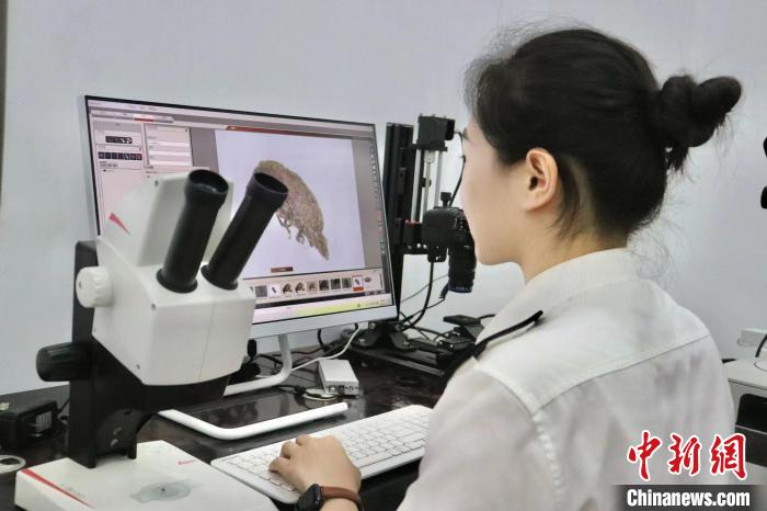 图为畹町海关关员开展国门生物安全检测工作。畹町海关 供图