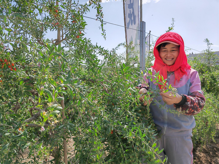 村民朱彩琴在采摘头茬枸杞鲜果。新华社记者 刘海 摄