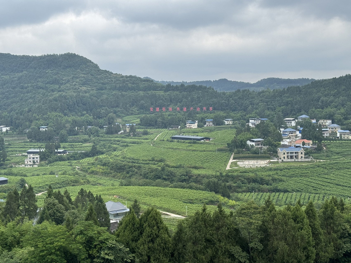 位于仪陇县铜鼓乡的桑园。