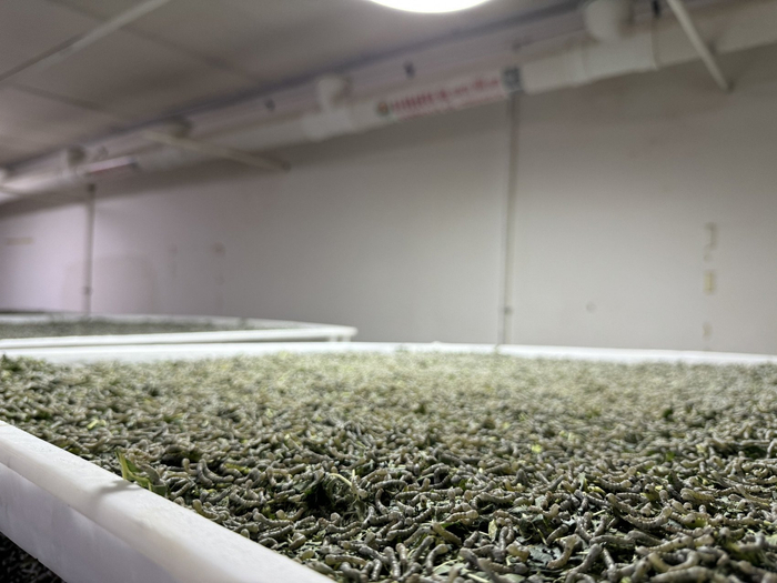 小蚕共育车间内，正在吃桑叶的蚕宝宝。