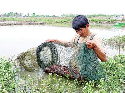 郑家湖村村民正在虾稻田收虾。 光明日报记者张锐摄/光明图片