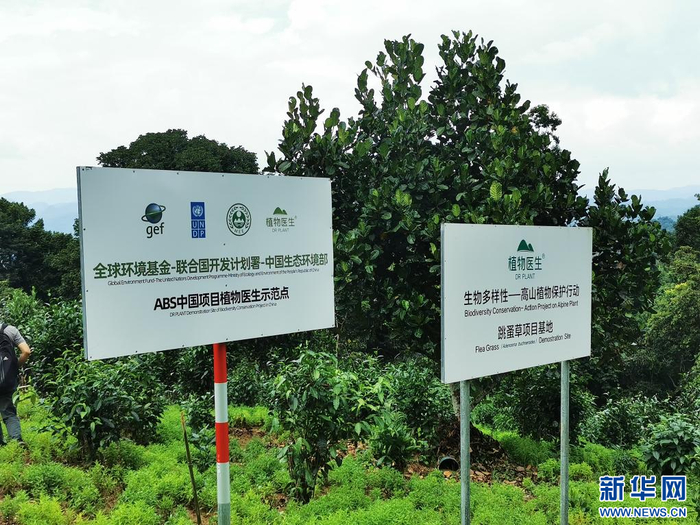 跳蚤草项目示范点。