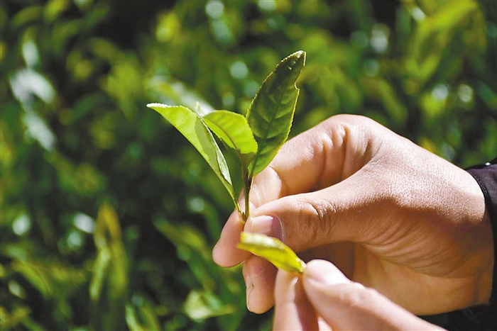 图为茶农在展示茶尖。