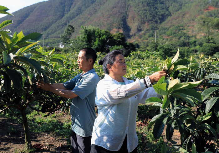 凉山州德昌县乐跃镇高丰村村民在给枇杷定枝。王磊 摄