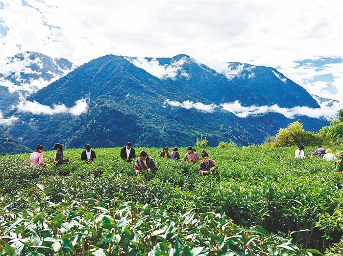 图为察隅农场有限公司千亩茶园采茶现场。