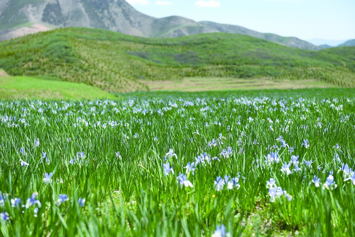 乡野间绽放的花朵。本报记者 张多钧 摄