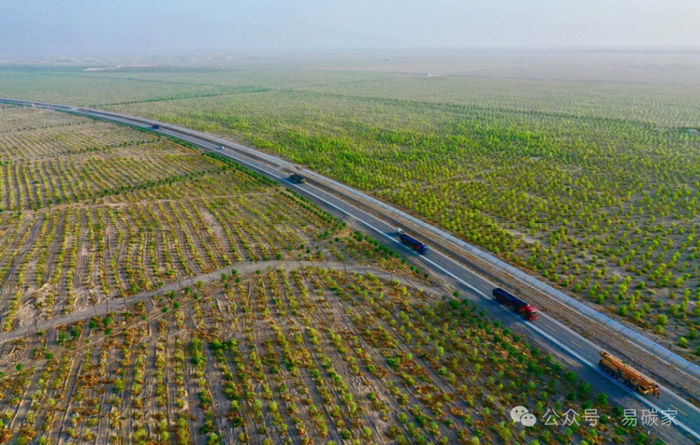 图注：位于甘肃金塔的蚂蚁森林胡杨林，摄于2023年