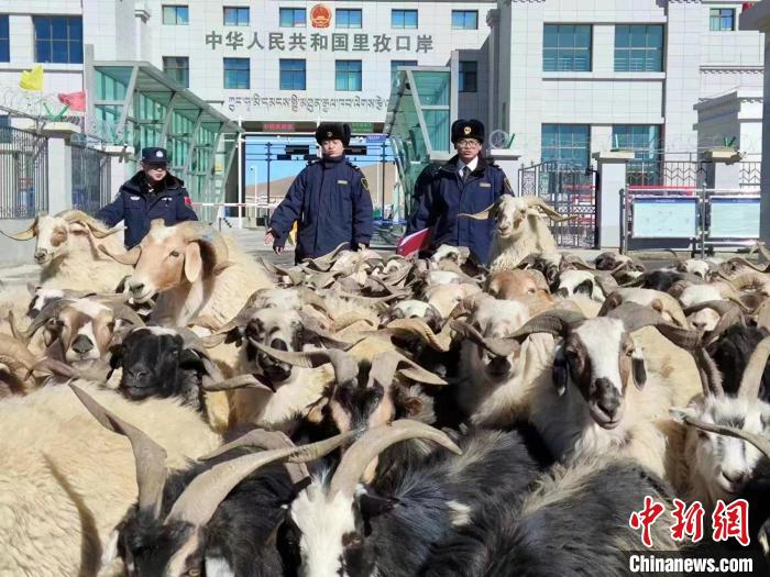 图为里孜口岸活羊出口。拉萨海关供图