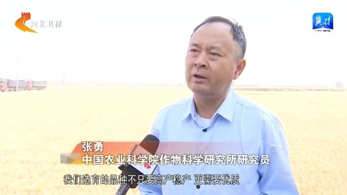 奋战"三夏""麦"向丰收 | 从三个测产现场看增收"密码"