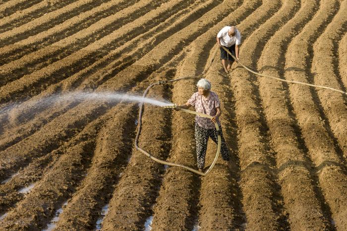 ▲2024年6月11日，河南驻马店，农民正在浇灌田地。图据视觉中国