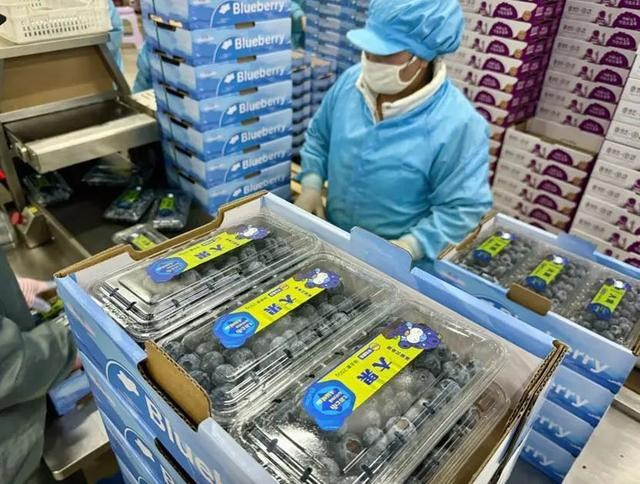 云南产的蓝莓大果带来了更实惠的价格（采访对象供图）