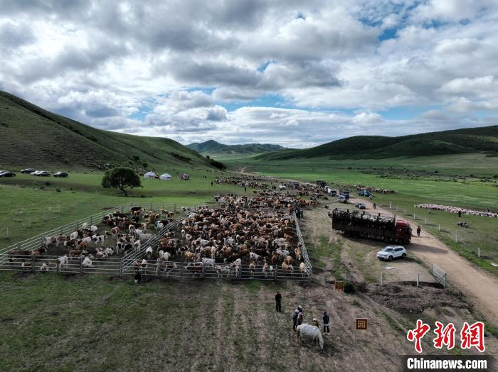 6月14日，内蒙古阿鲁科尔沁草原游牧系统开启夏日转场。图为牧民赶着牛羊在卡口处等待“通关”。金柱 摄