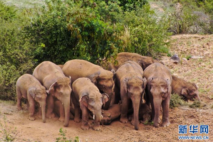 野生亚洲象群正在守护睡觉的小象（资料图）。新华网发（玉溪市委宣传部 供图）
