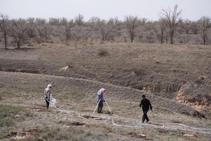 在古浪县八步沙林场眼窝子沙治沙点，郭玺（右）和林场职工一起浇水（2024年4月11日）。新华社记者 马希平 摄