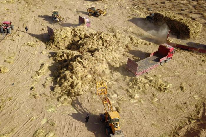 在古浪县北部沙区旱麻岗治沙点，卡车转运压沙用的稻草（2020年3月6日）。新华社记者 范培珅 摄